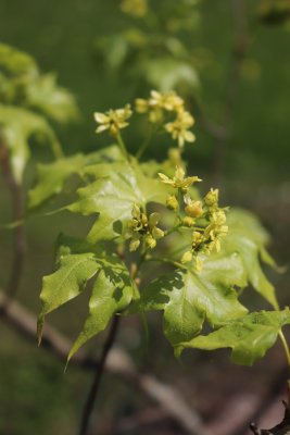 Acer truncatum - javor uťatý - květ